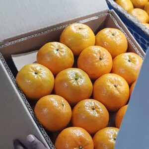 Orange Exporter