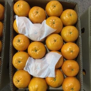 Orange Exporter in Pakistan